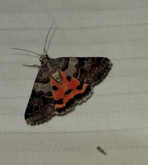 Drasteria ingeniculata