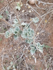 Sphaeralcea obtusiloba