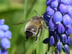 Anthophora plumipes
