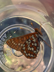 Euphydryas anicia