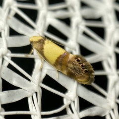 Eupselia