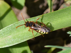 Nomada