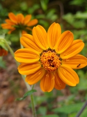 Smallanthus oaxacanus