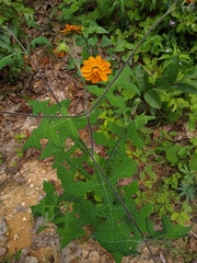 Smallanthus oaxacanus