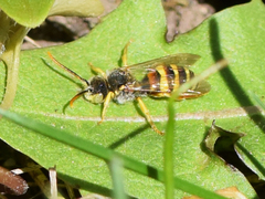 Nomada