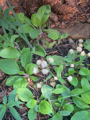 Antennaria racemosa
