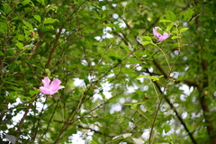 Rhododendron mucronulatum