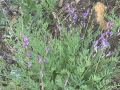Astragalus bourgovii