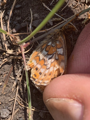 Boloria astarte