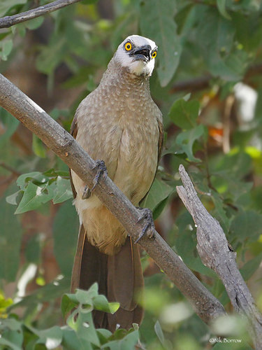 Cretzschmar's Babbler