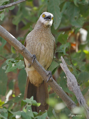 Turdoides leucocephala