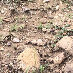 Aspidoscelis uniparens