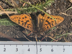 Boloria astarte