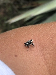 Peltophorus polymitus