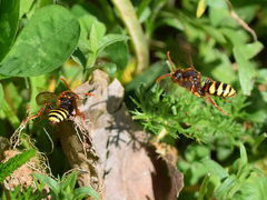 Nomada