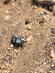 Peltophorus polymitus