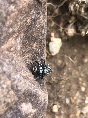 Peltophorus polymitus