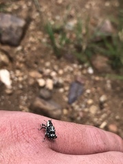 Peltophorus polymitus