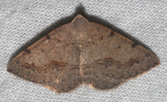 Taxeotis intextata