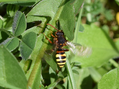 Nomada