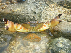 Menippe frontalis