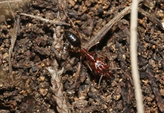 Odontomachus clarus