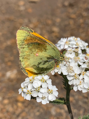 Colias meadii