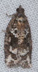 Thrincophora signigerana