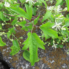 Clematis apiifolia