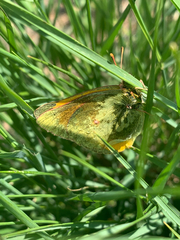 Colias meadii