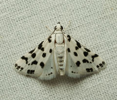 Eustixia pupula