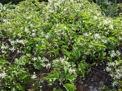 Clematis apiifolia