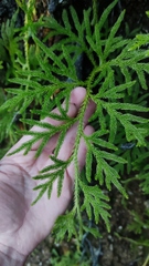 Austrolycopodium paniculatum