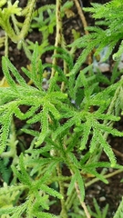 Austrolycopodium paniculatum