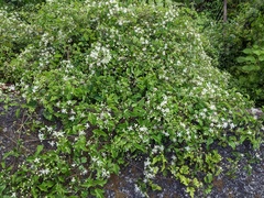 Clematis apiifolia