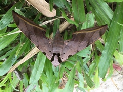 Ambulyx sericeipennis