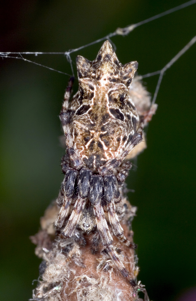 Cyclosa octotuberculata
