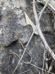 Aprasia parapulchella