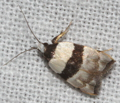 Zonopetala glauconephela