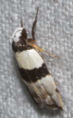 Zonopetala glauconephela
