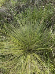 Fimbristylis castanea