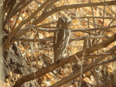 Micrathene whitneyi