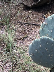 Aspidoscelis stictogrammus