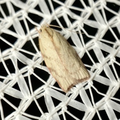 Euchaetis