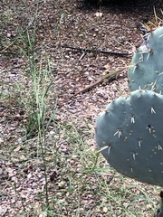 Aspidoscelis stictogrammus