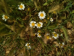 Anthemis pseudocotula