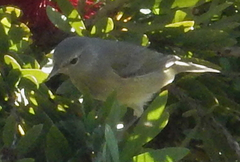 Leiothlypis celata orestera