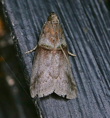 Acrobasis texana