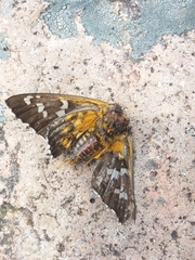 Apyrrothrix