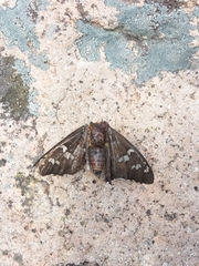 Apyrrothrix
